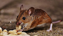electromagnetic-and-ultrasonic-pest-repellents Experts in Springfield